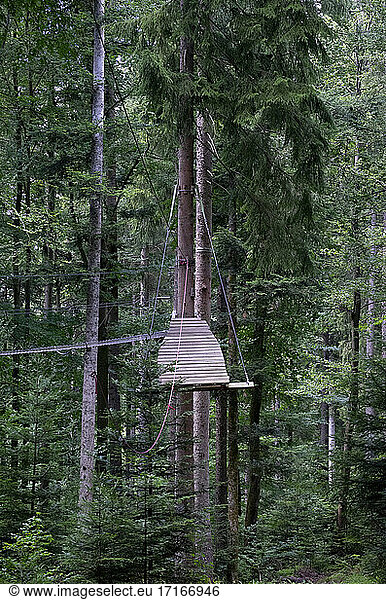 High ropes course in adventure forest