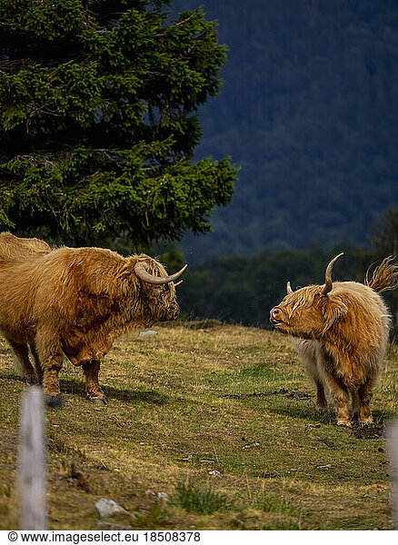 Highland cattle's on meadow near Auberge du Steinlebach  France