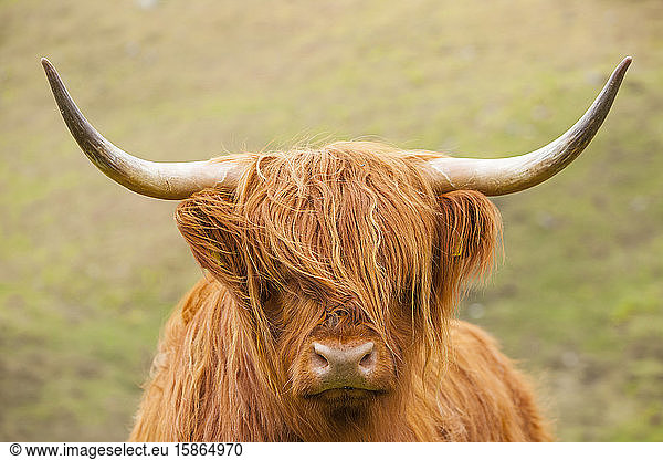 Highland cattle  Scotland  United Kingdom  Europe