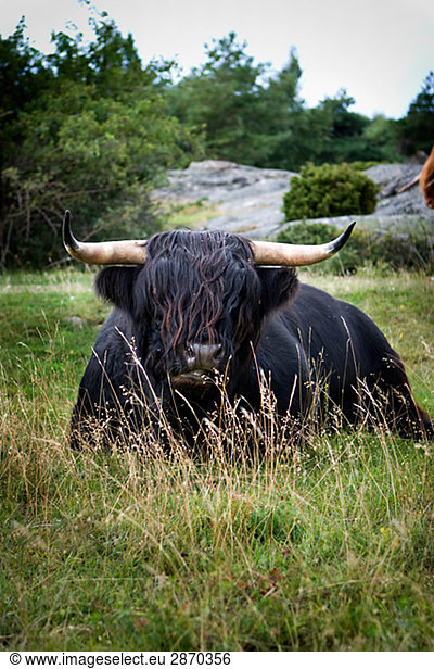Highland cattle Sweden.