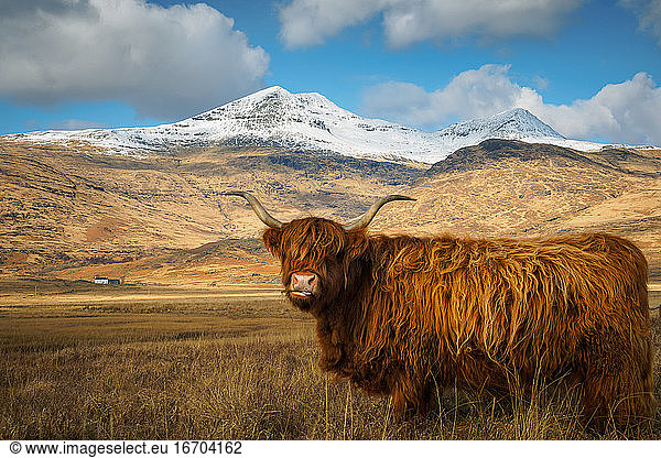 Highland Cow with Snow Capped Mountain in the Background