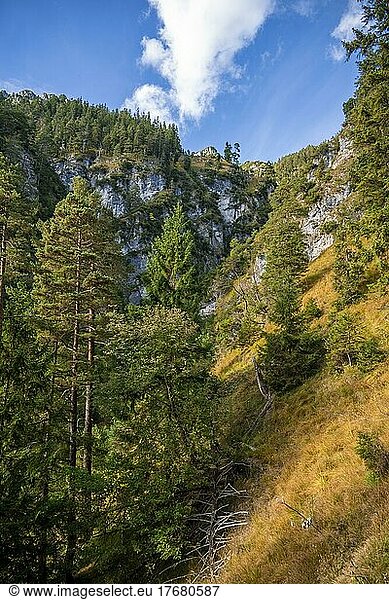 Hike to Kramerspitz  mountain slope with forest  Bavaria  Germany  Europe