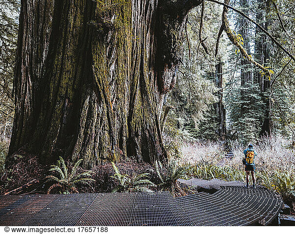 hiker at base of huge redwood tree  Jedediah Smith  California