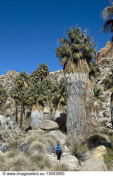 Hiker at Lost Palm Oasis with California fan palms (Washingtonia filifera)  Joshua Tree national Park  California.