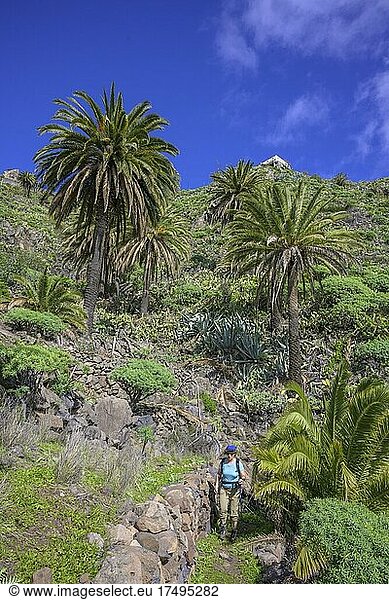 Hiker  canary island date palm (Phoenix canariensis)  Hiking Palmental  Degollada de Peraza  La Gomera  Spain  Europe
