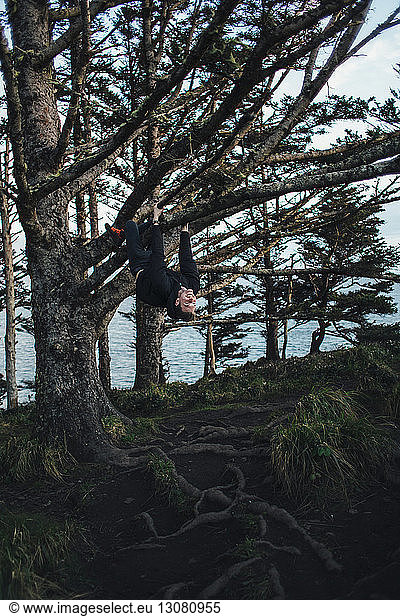 Hiker hanging from branches in forest
