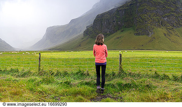 hiker in a bright fleece checking out sheep grazing in Iceland