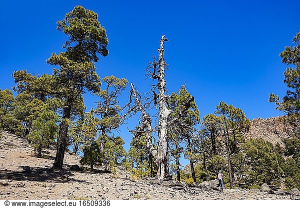 Hiker on the way to the Sombrero de Chasna through a Canary Island (Pinus canariensis) pine forest Teide National Park  Tenerife  Canary Islands  Spain  Europe