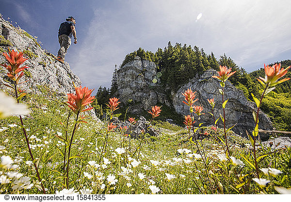 Hiker standing on bluff above alpine meadow filled with flowers.