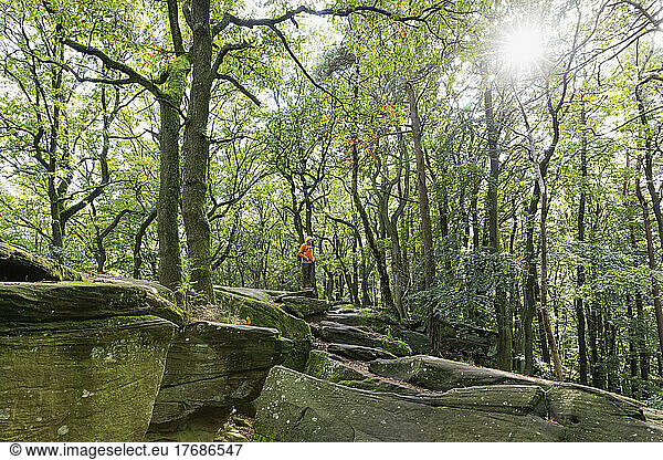 Hiker standing on rock by trees in Palatinate Forest  Germany