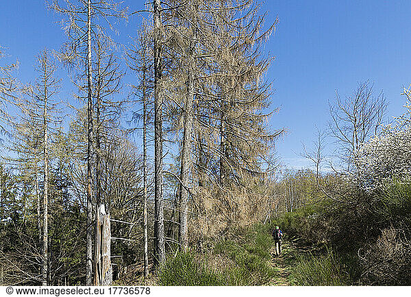 Hiker walking past dead spruce trees damaged by bark beetle infestation