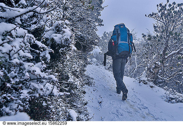 Hiker walking through a snowy trail after a heavy snowfall in Himalaya