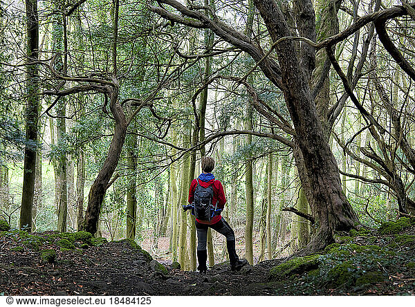 Hiker wearing backpack standing amidst trees in forest