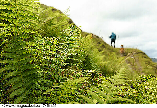Hiker with dog behind ferns