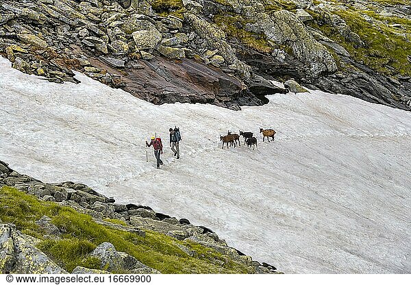 Hikers and mountain goats Berliner Höhenweg  Zillertal Alps  Zillertal  Tyrol  Austria  Europe