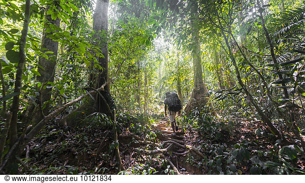 Hikers  man walking on a footpath through the jungle  Kuala Tahan  Taman Negara National Park  Malaysia  Asia