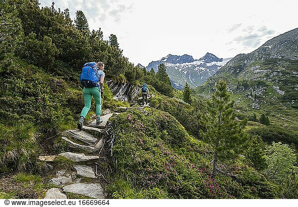 Hikers on the Berliner Höhenweg  in the back Großer and Kleiner Mörchner  Zillertal Alps  Zillertal  Tyrol  Austria  Europe