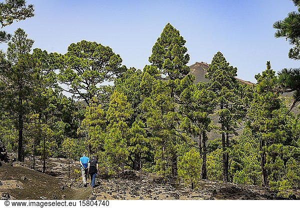Hikers on the way to the volcano Martin on La Palma; La Palma; Canary Islands; Spain