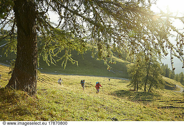 Hikers walking in grass on sunny day  Mutters  Tyrol  Austria