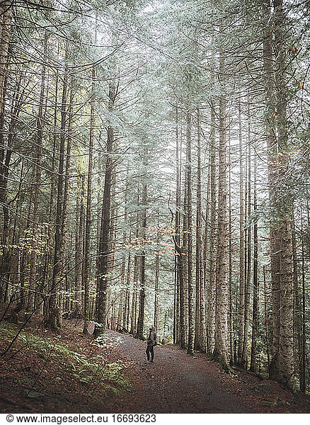 Hiking at the forest in autumn