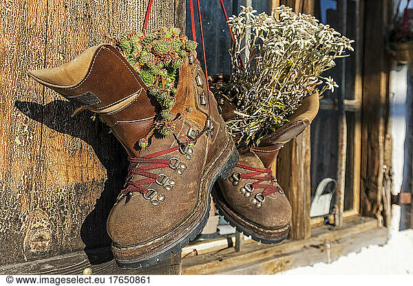 Hiking boots filled with wildflowers hanging outside rustic hut