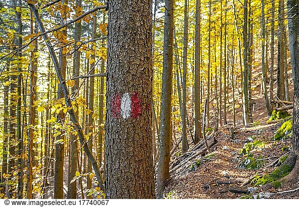 Hiking marker  hiking trail in the forest  near Scharnitz  Bavaria  Germany  Europe