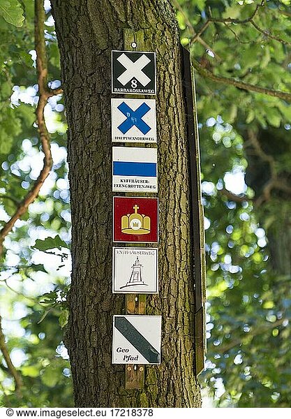 Hiking sign for themed hikes on a tree  Kyffhäuser  Thuringia  Germany  Europe