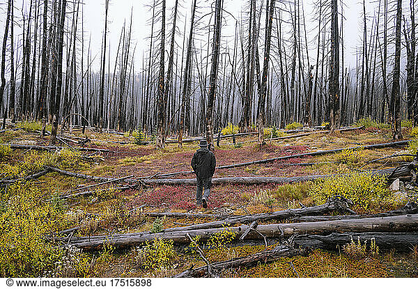 Hiking through burned trees from a wildfire