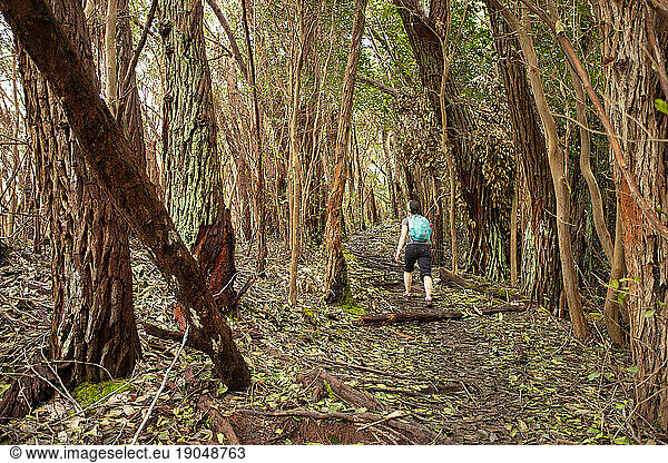 Hiking through Kauai forest amid tree trunks  Kauai