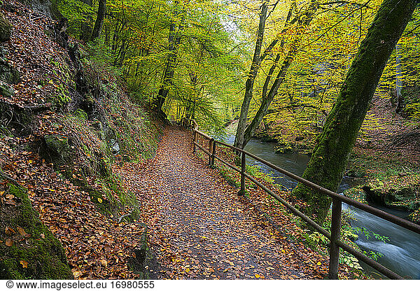Hiking trail along Kamenice river surrounded by colorful forest in autumn  Bohemian Switzerland National Park  Hrensko  Decin District  Usti nad Labem Region  Czech Republic