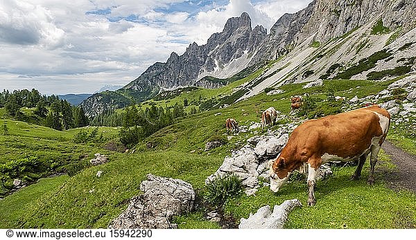 Hiking trail from the Adamekhütte to the Hofpürglhütte  cows grazing on alpine meadow  view of mountain ridge with mountain peak Große Bischofsmütze  Salzkammergut  Upper Austria  Austria  Europe