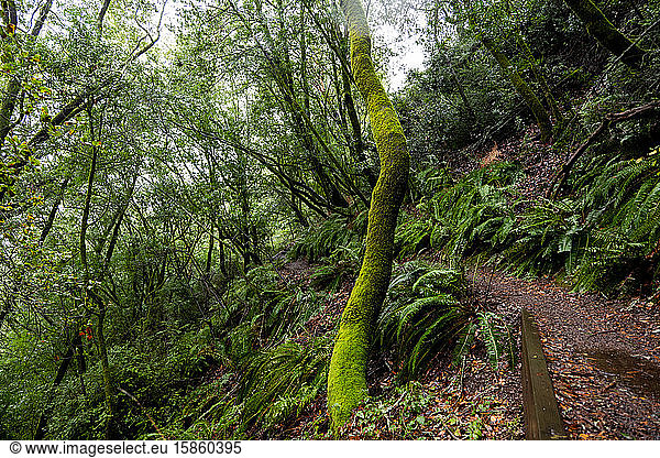 Hiking trail leading through lush green forest and ferns.