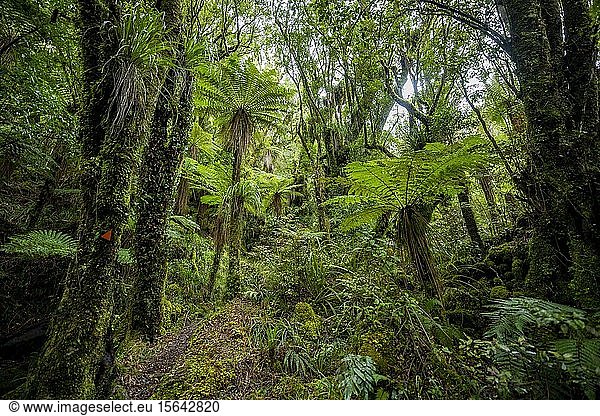 Hiking trail through forest with Tree fern (Cyatheales)  Pouakai Circuit  Egmont National Park  Taranaki  North Island  New Zealand  Oceania