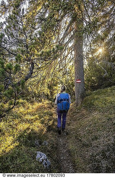 Hiking trail through the forest  hiking marker  hiker on the way to the Guffert  Brandenberg Alps  Tyrol  Austria  Europe