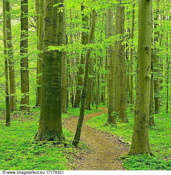 Hiking trail winds through natural beech forest in spring  fresh green foliage  UNESCO World Heritage Site Primeval Beech Forests in the Carpathians and Ancient Beech Forests in Germany   Hainich National Park  Thuringia  Germany  Europe