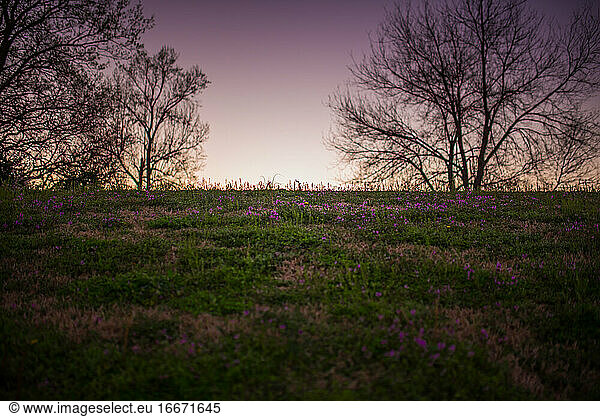 hill silohette summer evening sunset purple flowers backlight trees