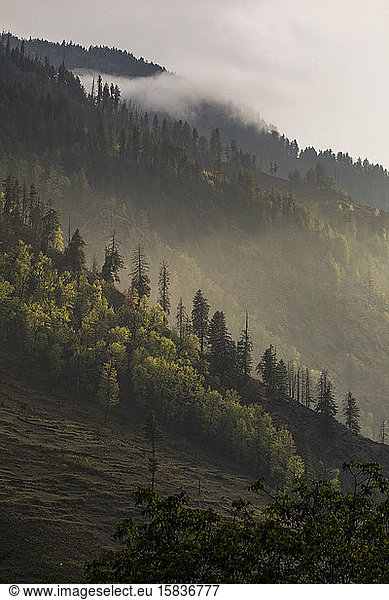 Hillside covered in pine trees and low clouds at sunset  Himalaya