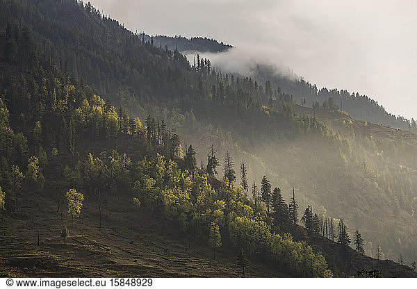 Hillside covered in pine trees and low clouds at sunset  Himalaya