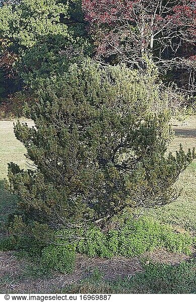 Hillside Gem Östliche Weißkiefer (Pinus strobus 'Hillside Gem').