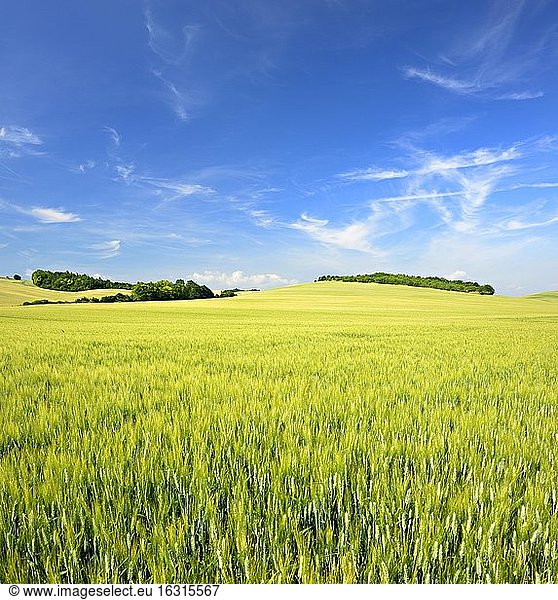 Hilly landscape with barley field  blue sky with veil clouds  near Wettin  Saalekreis  Germany ( Sachsen-Anhalt)