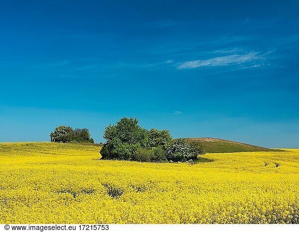 Hilly landscape with blooming rape field and field copses under blue sky  Uckermark  Brandenburg  Germany  Europe