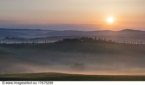 Hilly landscape with cypresses (Cupressus)  sunrise  Crete Senesi  province of Siena  Tuscany  Italy  Europe