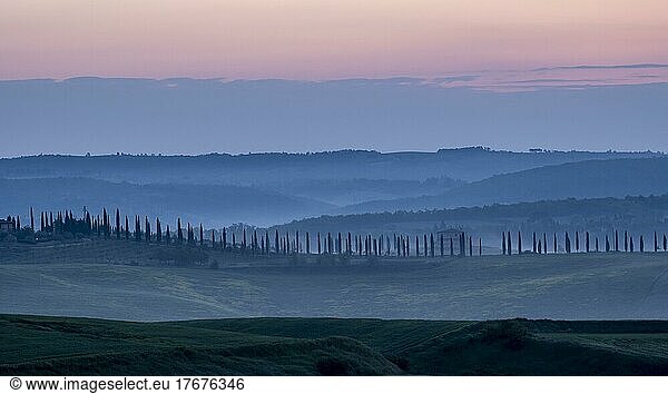 Hilly landscape with cypresses (Cupressus)  sunrise  Crete Senesi  province of Siena  Tuscany  Italy  Europe
