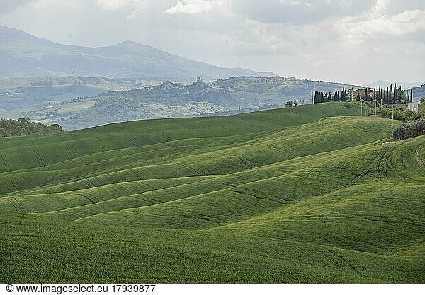 Hilly landscape with fields and country house  province of Siena  Tuscany  Italy  Europe