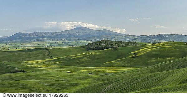 Hilly landscape with fields and forest  province of Siena  Tuscany  Italy  Europe