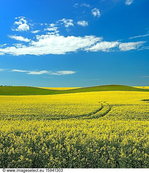 Hilly landscape with flowering rape field under blue sky with white clouds  Saalekreis  Saxony-Anhalt  Germany  Europe