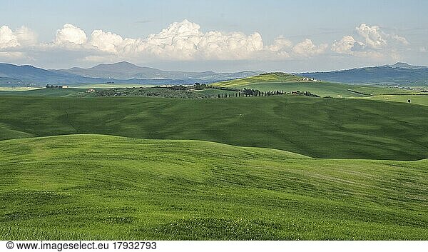 Hilly landscape with green fields  province of Siena  Tuscany  Italy  Europe