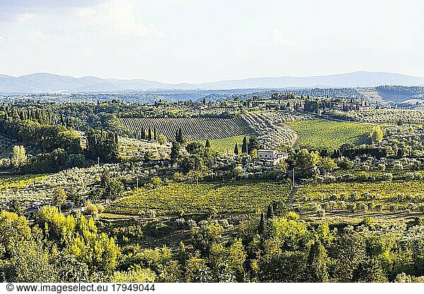 Hilly landscape with olive groves and vineyard  view from the city wall  San Gimignano  Tuscany  Italy  Europe