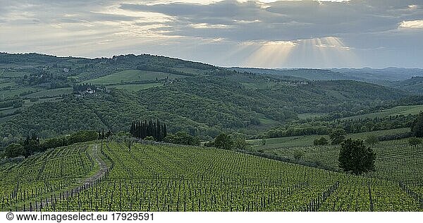 Hilly landscape with vineyard  Chianti region  Tuscany  Italy  Europe