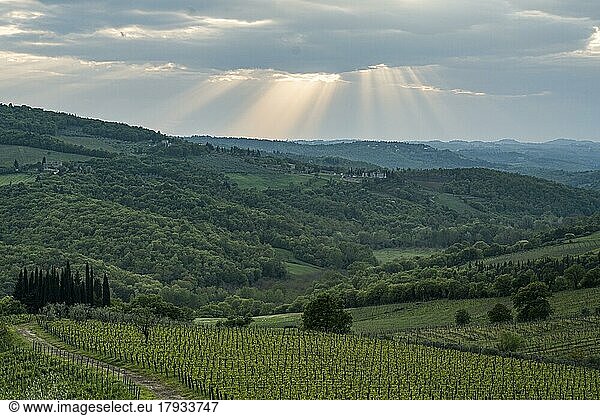 Hilly landscape with vineyard  Chianti region  Tuscany  Italy  Europe